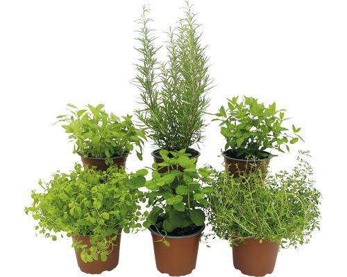 Biologische kruidenset FloraSelf Biologische mediterrane kruidenmix 6 stuks Ø 12 cm pot