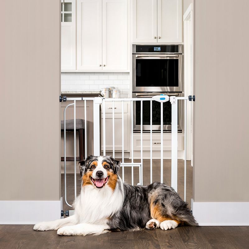 Barrière de sécurité Carlson Pet Gate avec chatière
