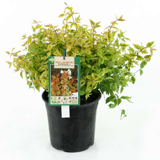 Abelia x grandiflora 'Kaléidoscope'® : Conteneur de 4,5 litres