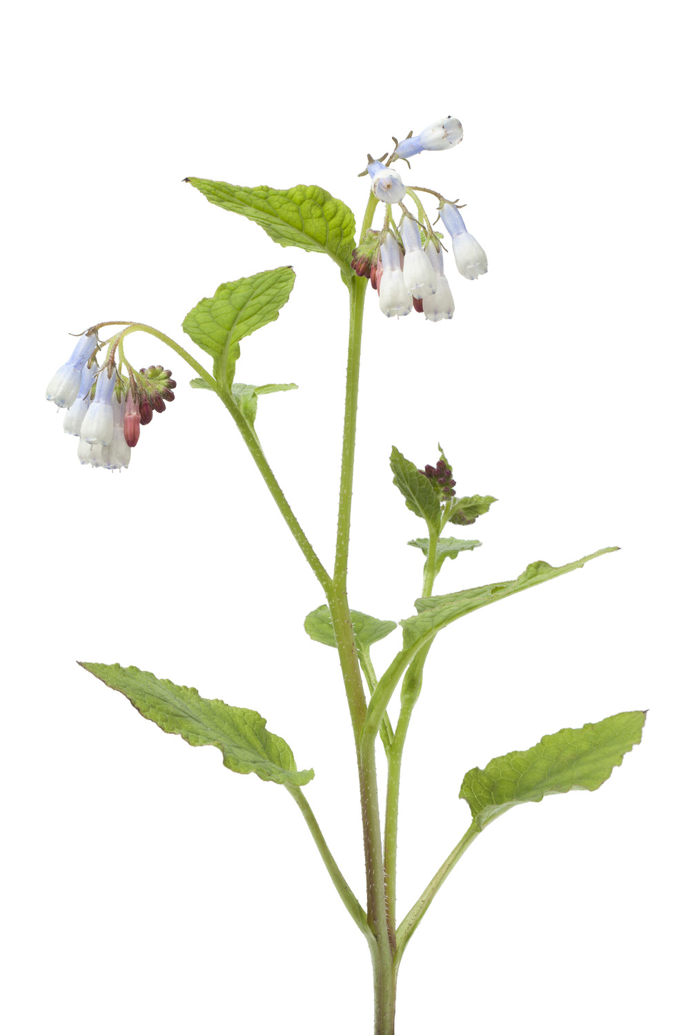 Sachet de graines de consoude (symphytum officinale ) - sachet de 0,3 grammes - petite entreprise française - made in france