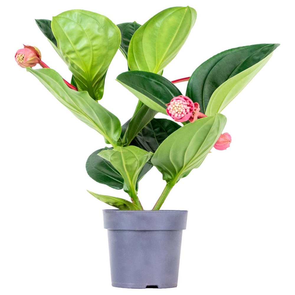 Medinilla magnifica 'flamenco' – fleur en spray – peu d'entretien – ⌀17 cm - ↕50-60 cm
