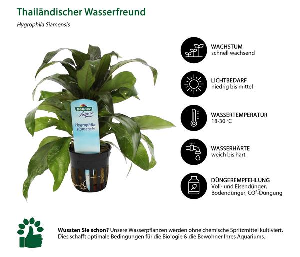 Dehner Aqua Thailändischer Wasserfreund -