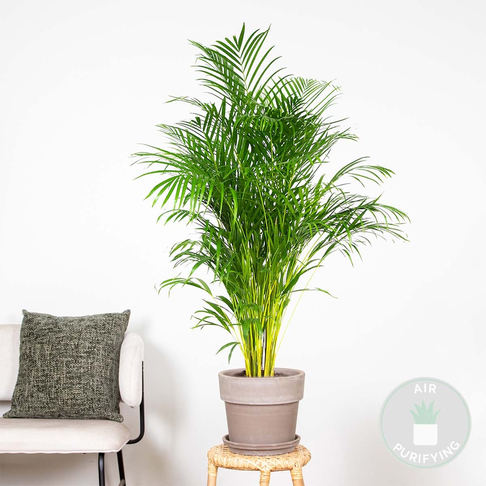 Dypsis lutescens - palmier dorés - plante d'intérieur - entretien facile – ⌀24 cm - ↕140-150 cm
