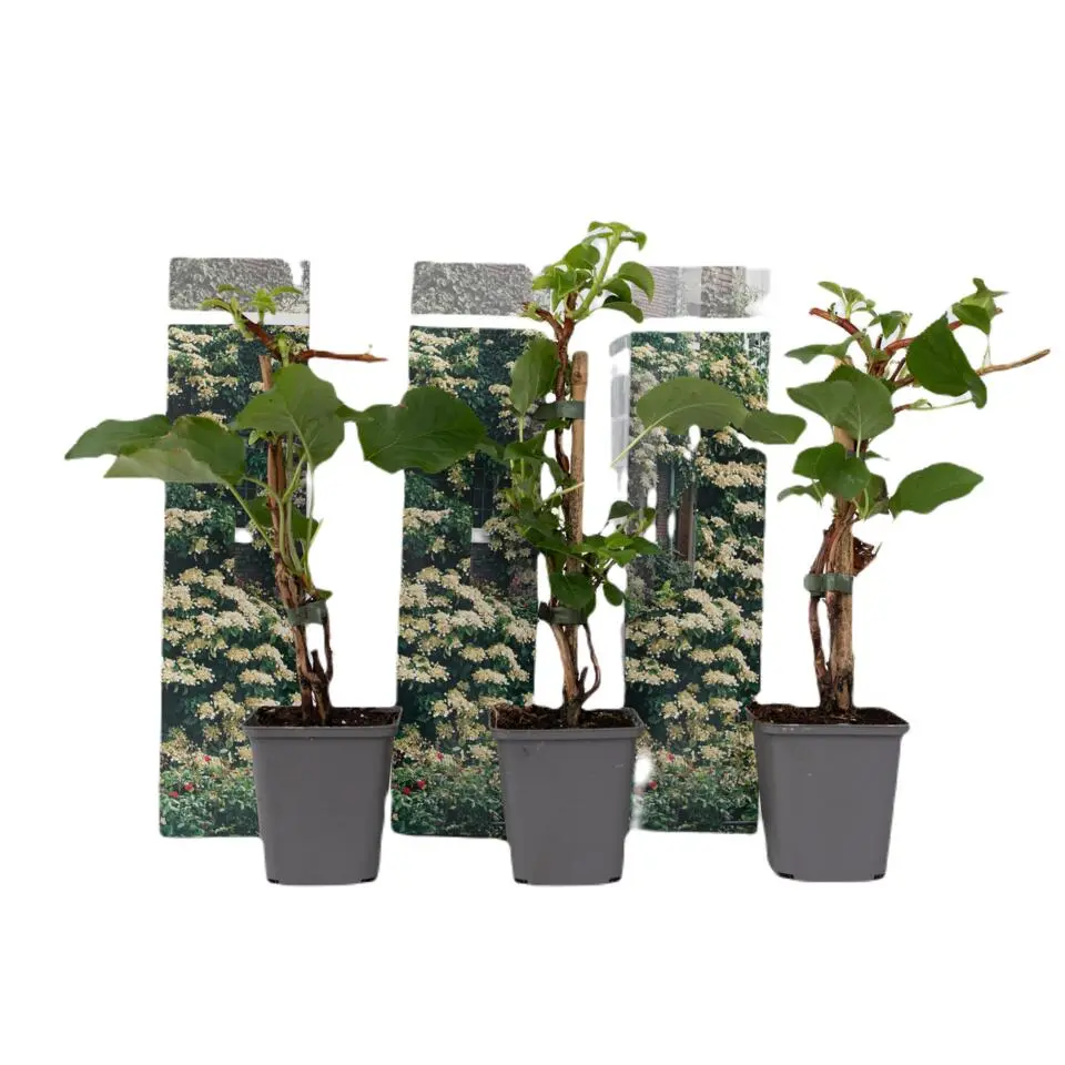 Hortensia - Set van 3 - Hydrangea anomale petiolaris - Hoogte 25-40cm - ⌀9cm