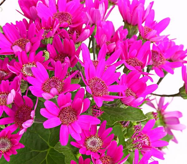 Teneriffa Stern - Cineraria