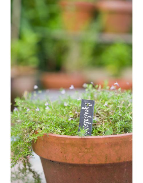 Nature Leistenen Plantenetiketten - Kweekbenodigdheden - 15x3 cm Grijs 5 stuks