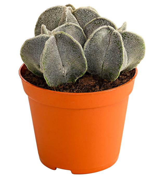 Bischofsmütze - Astrophytum myriostigma
