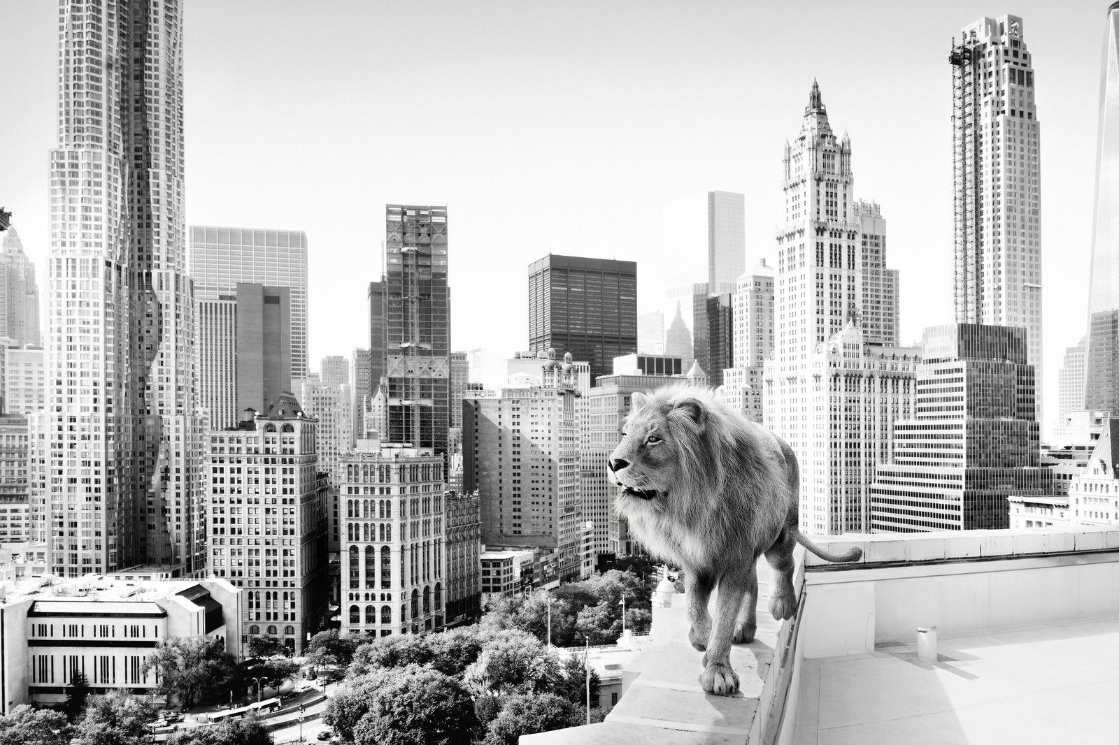 Lion by Tom Nagy - Limited Edition. Edition of: 150. Signed.