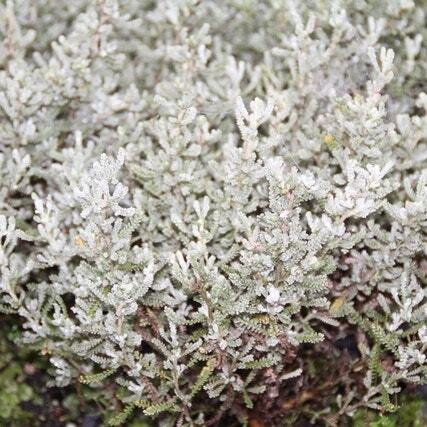 Heiligenbloem (Santolina chamaecyparissus) D 9 H 10 cm