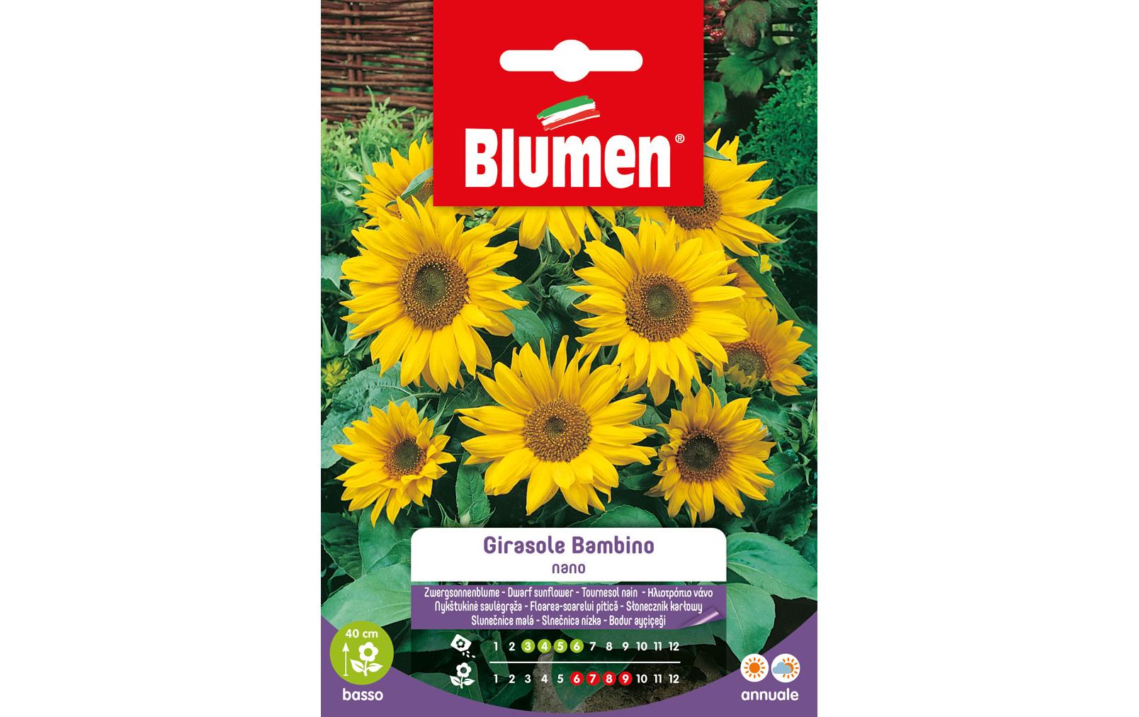 Saatgut Sonnenblume BambinoBlumensamen