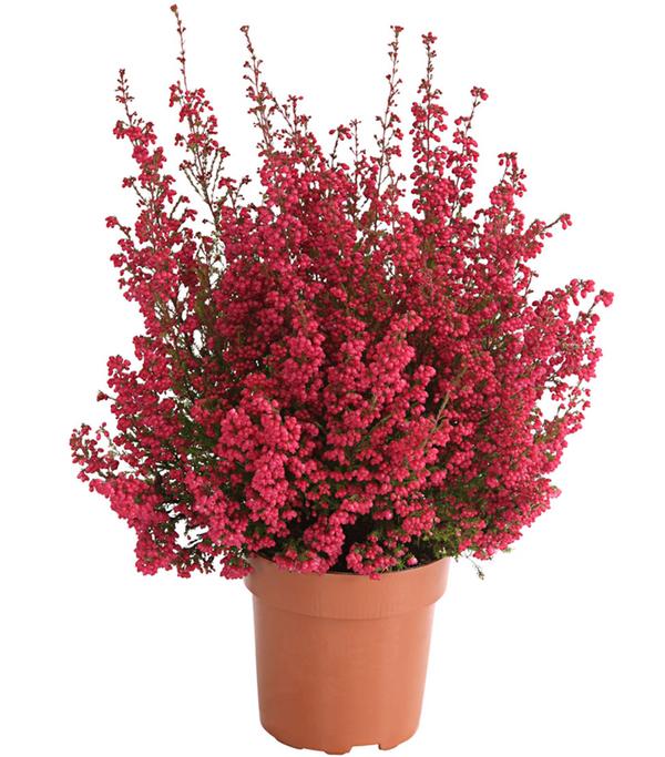 Beet- & Balkonset Herbstfeuer, 6-teilig