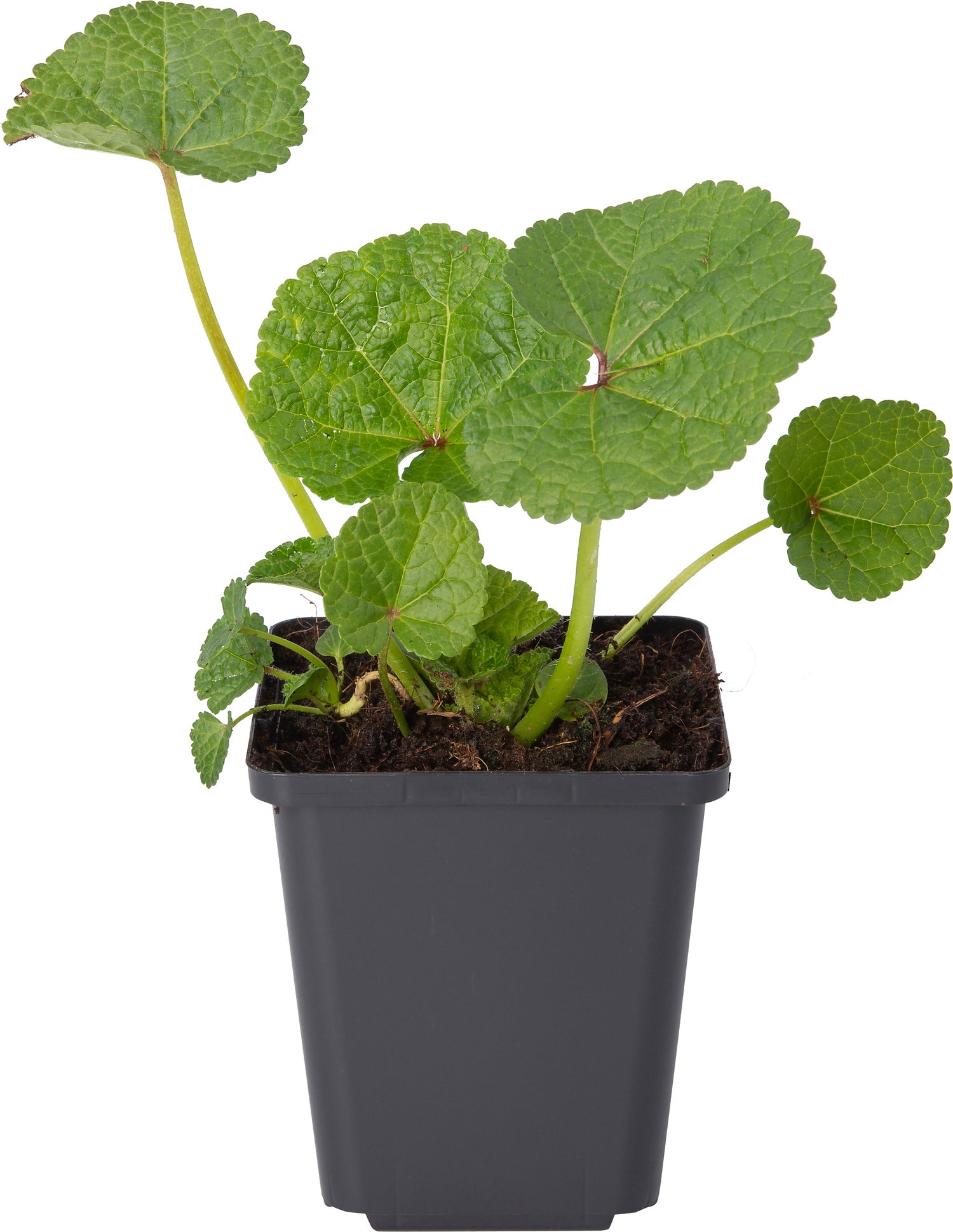 Stokroos (Alcea rosea 'Charters Double Gelb') D 9 H 10 cm