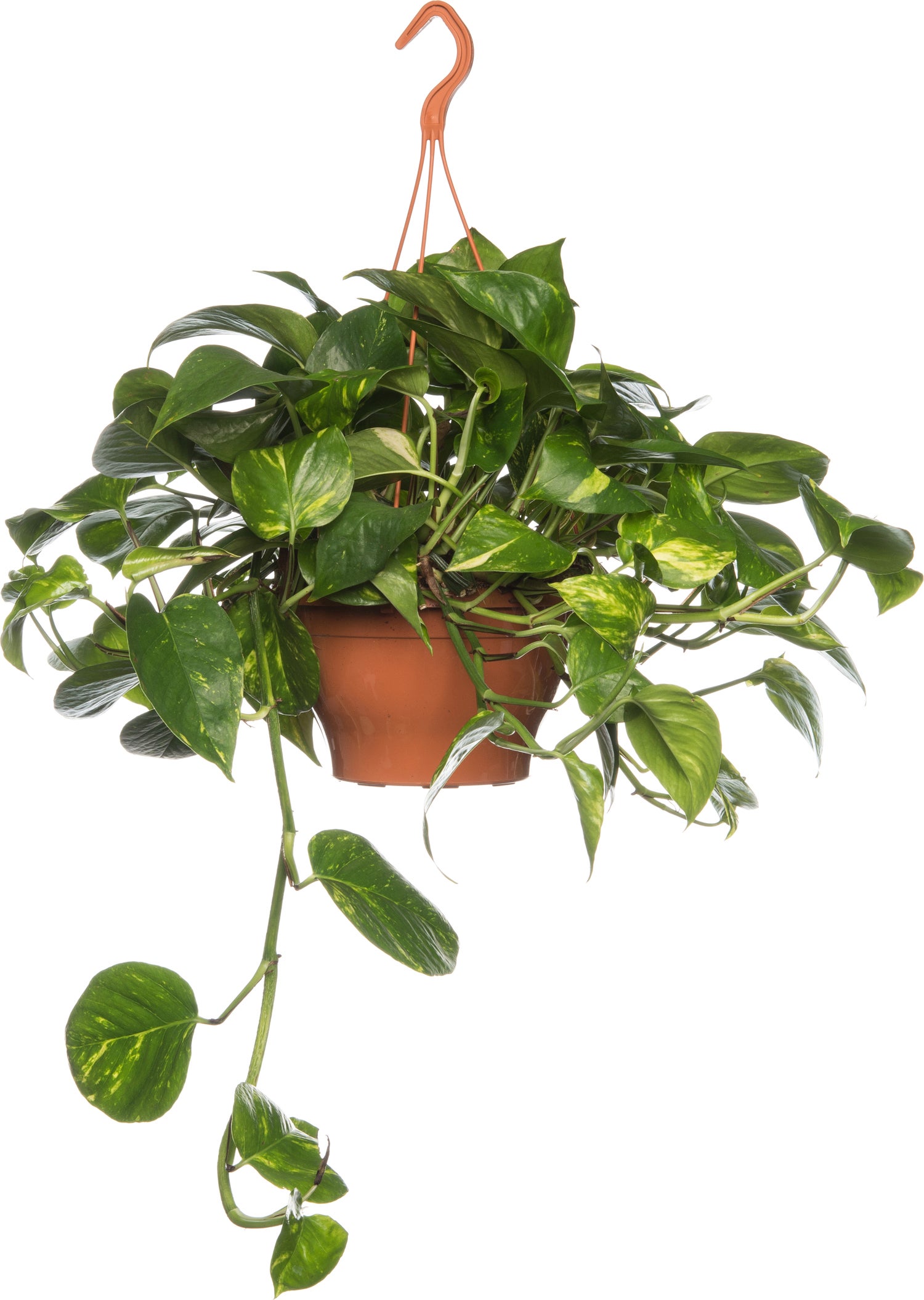 Drakenklimop in hangpot (Epipremnum pinnatum 'Aureum') D 19 H 40 cm