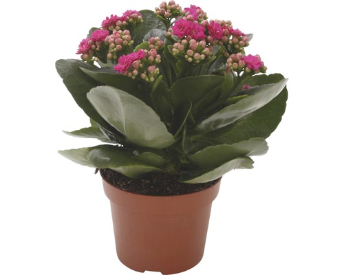 Flaming Katy FloraSelf Kalanchoe Calandiva H 20-25 cm Ø 12 cm pot paars