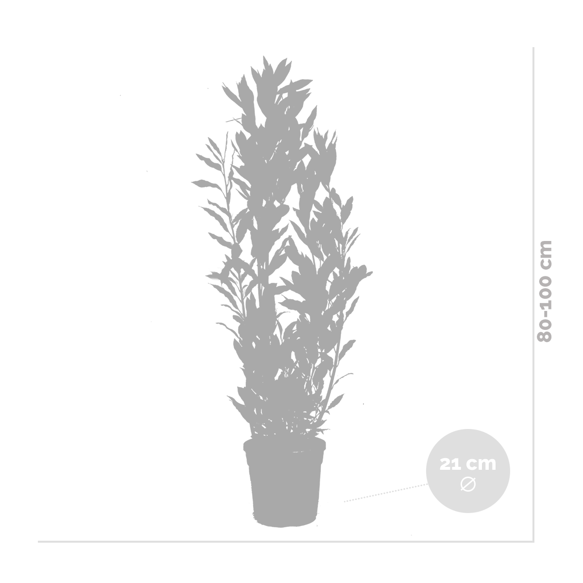 Laurus nobilis - laurier de cuisine - arbuste - persistant – ⌀21 cm - ↕80-100 cm