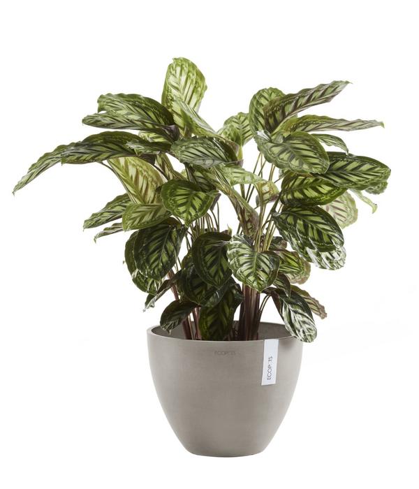 Ecopots Kunststoff-Topf Antwerp, rund