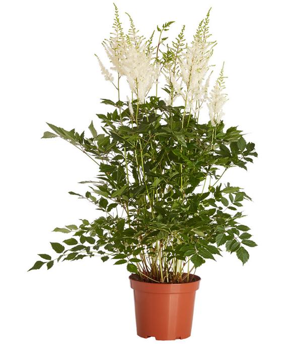 Prachtspiere, Astilbe, verschiedene Sorten