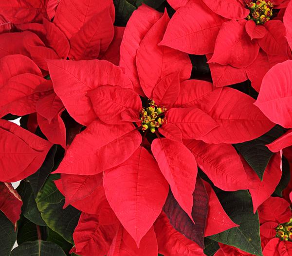 Weihnachtsstern - Euphorbia pulcherrima, Busch