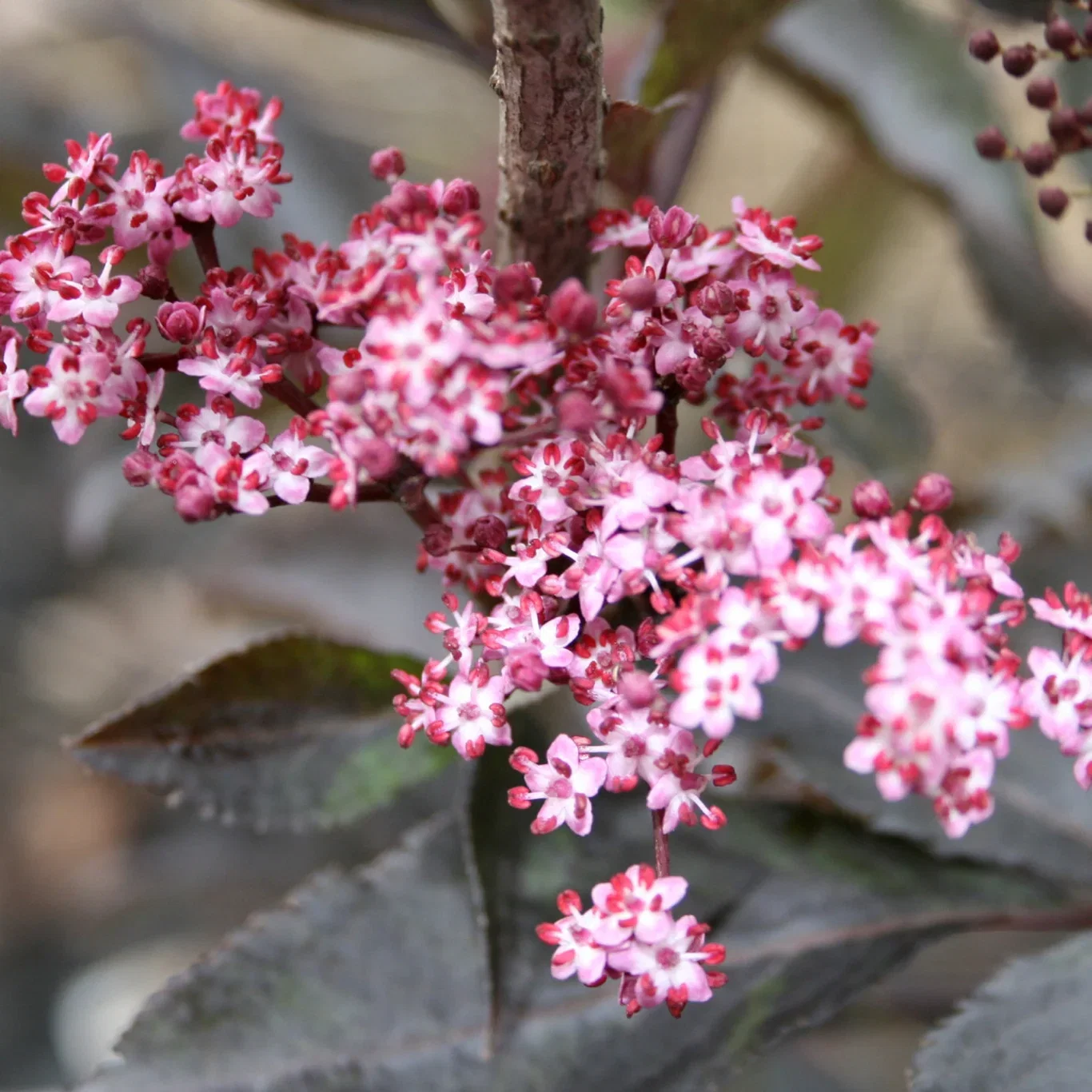 Sambucus nigra f. porphyrophylla BLACK BEAUTY ('Gerda') Svarthyll BLACK BEAUTY XXL Høyde 80-100 cm