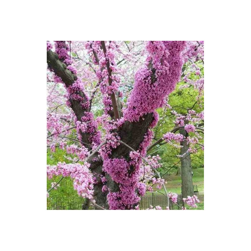 Cercis siliquastrum (arbre de judée) taille pot de 6 litres - 140/150cm - rose