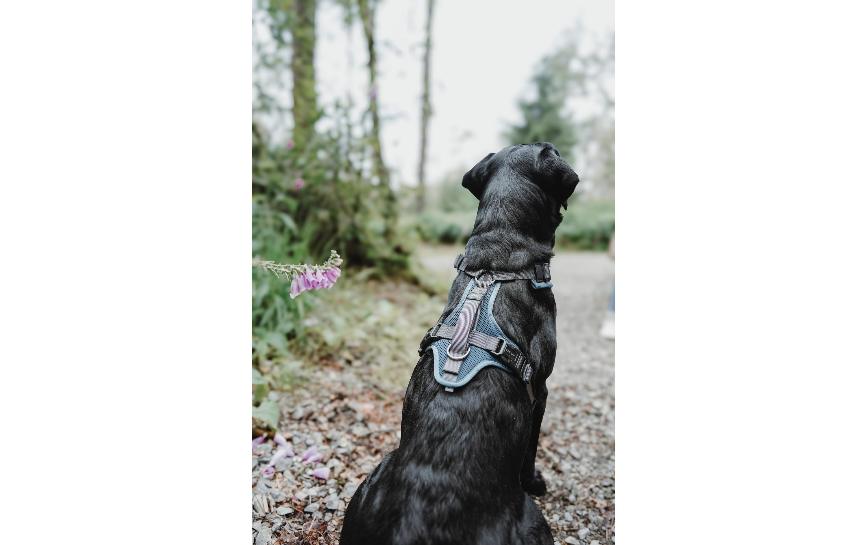 Geschirr Maldon UP L petrol/grauHundegeschirr
