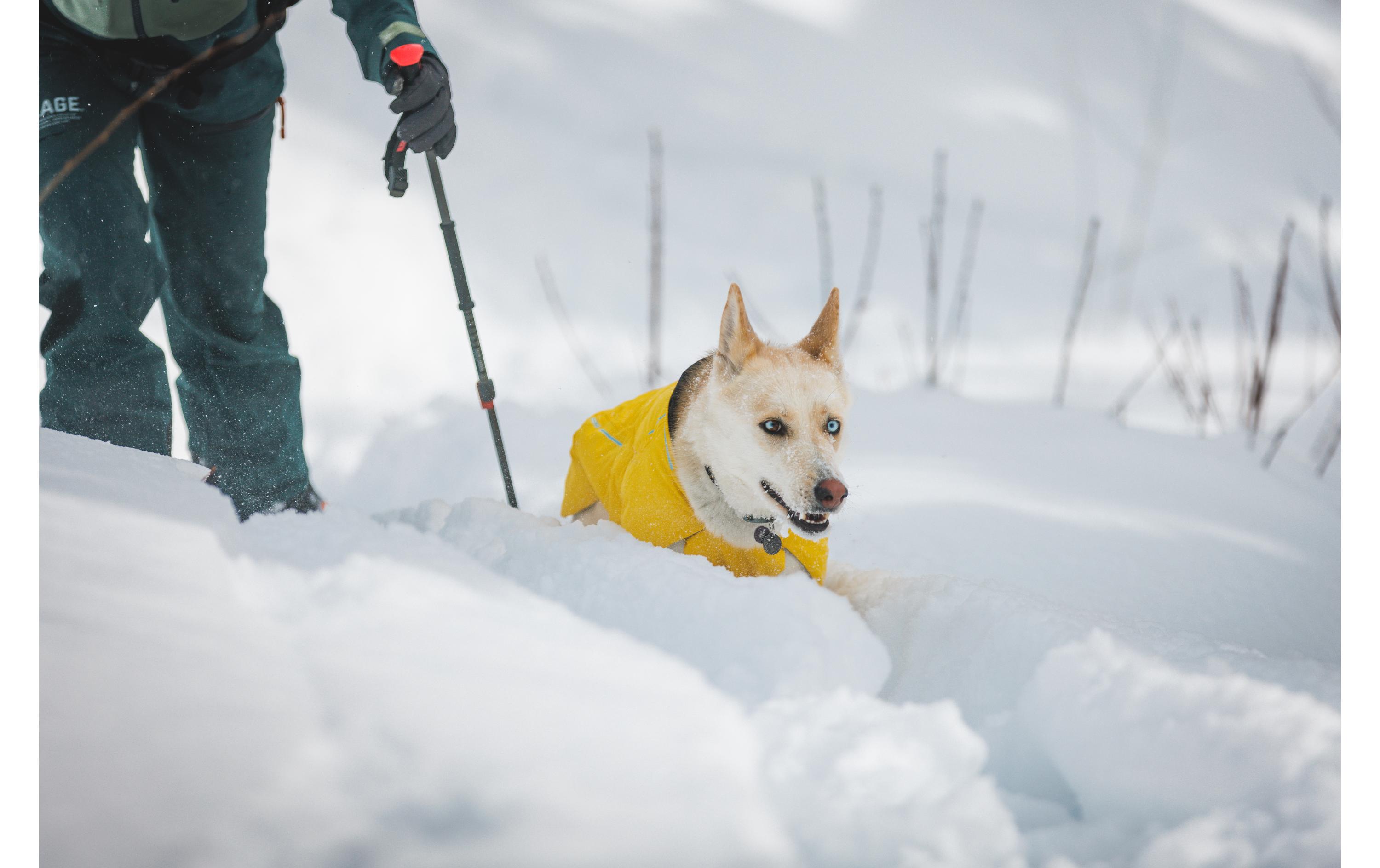 Wintermantel Vert Jacket Gelb, MHunde-Winterjacke