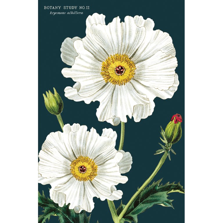 Cavallini Postkartenset
