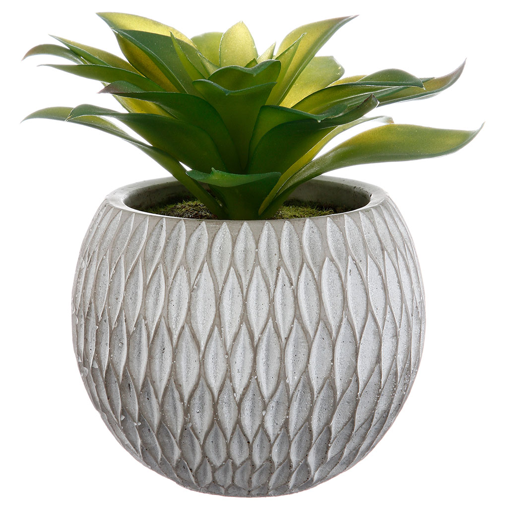 Plante grasse et pot ciment H 17cm