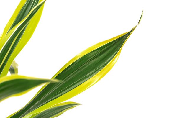 Drachenbaum - Dracaena fragrans 'Lemon Lime'