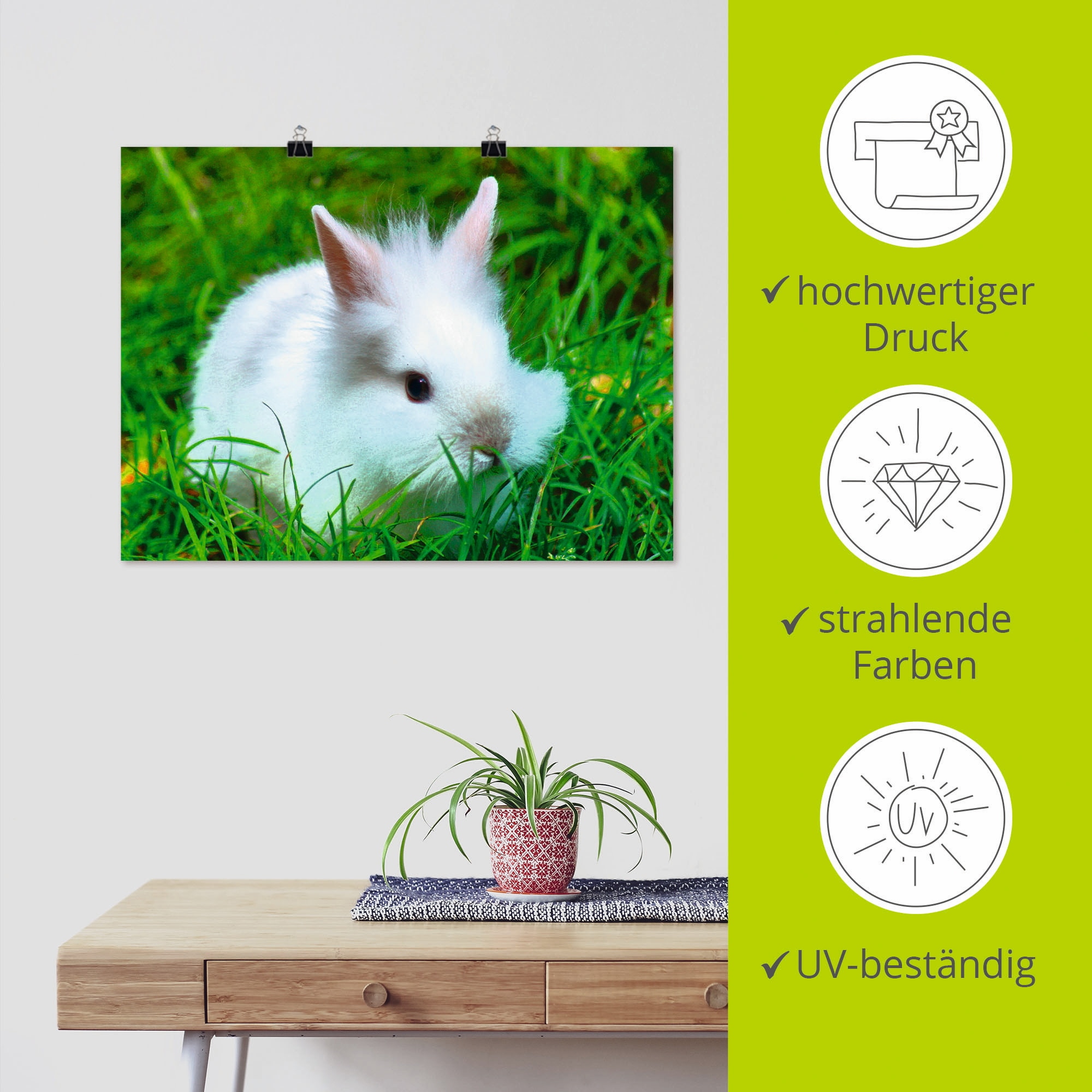 Artland Poster »Weisses Zwergkaninchen Baby« Wildtiere 1 Stk. tlg. als Poster, Wandaufkleber in verschied. Grössen