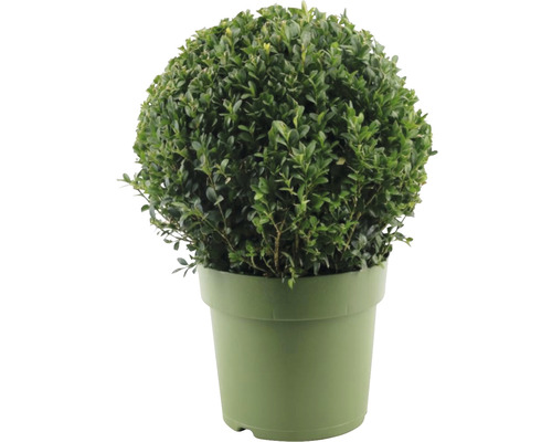 Buxusbol FloraSelf Buxus sempervirens diameter 28-30 cm Co 4 L