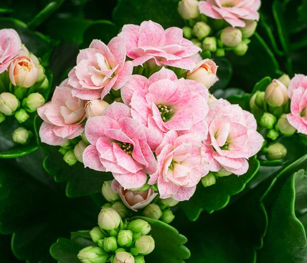 Flammendes Käthchen - Kalanchoe