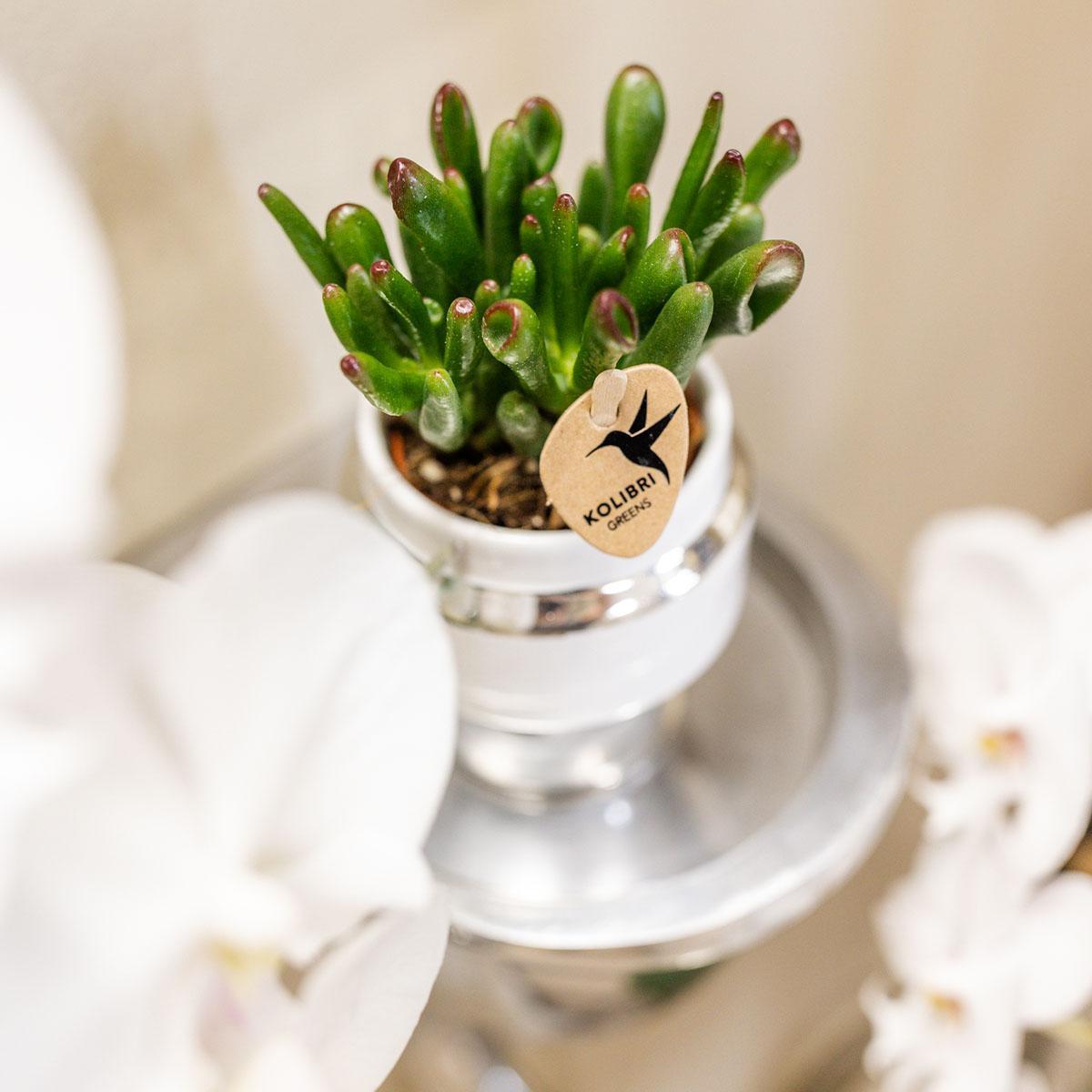 Verts colibri | lot de 2 plantes rhipsalis en pots décoratifs argentés le chic - pot céramique taille 9cm