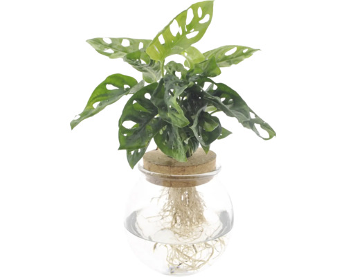 Gatenplant in glas met kurken deksel FloraSelf Monstera adansonii gratis wortels