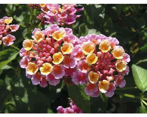 Lantana camara, ca. 15 cm hoog, potdiameter 25 cm