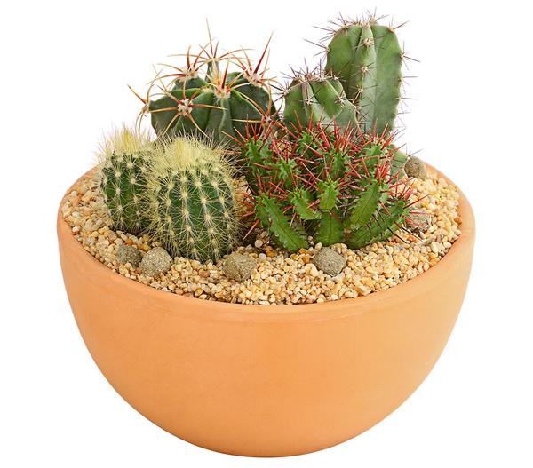 Pflanzenmix Kakteen-Quartett - Cactaceae, 4