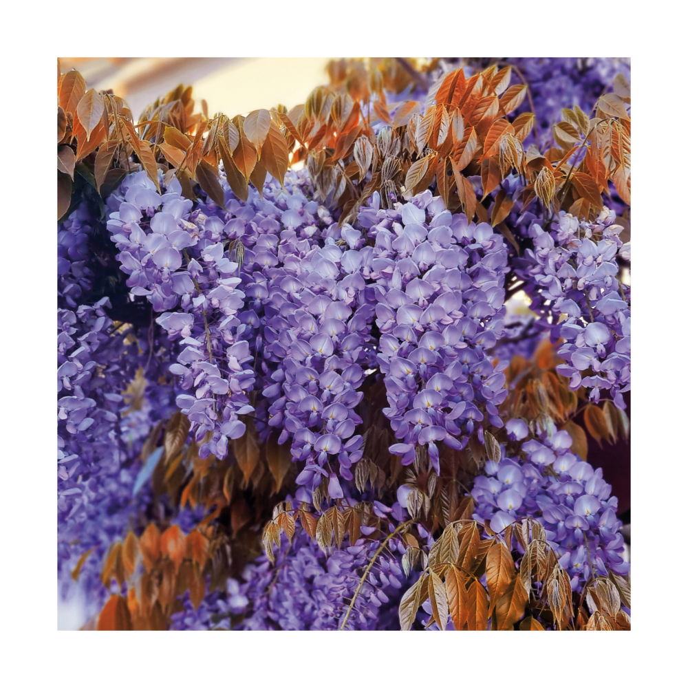 Glycine de chine sinensis blue line® 'copper leo'/wisteria sinensis blue line® 'copper leo'[-]pot de 3l - echelle bambou 60/120 cm