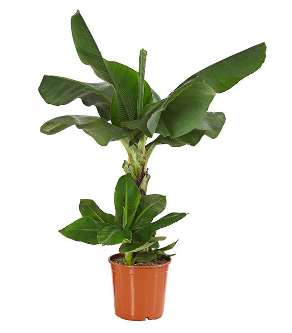 Banane