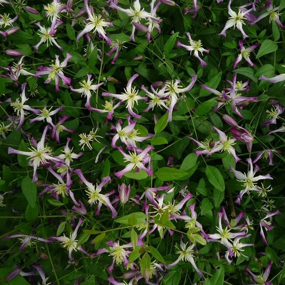 Clématite 'rubromarginata' - clematis trinernata 3l