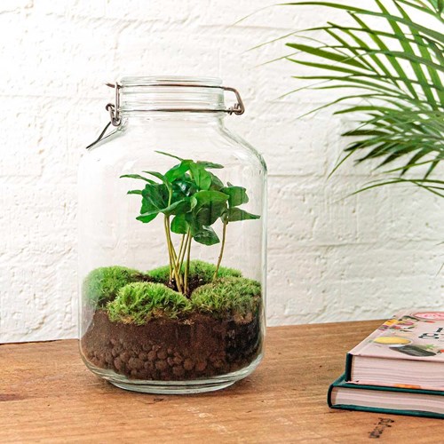 Kit terrarium diy - oslo