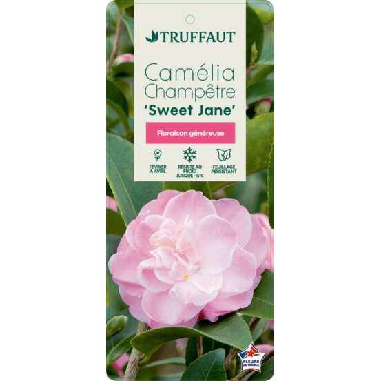 Camelia 'Sweet Jane' : Hauteur 60/70 cm conteneur de 7 litres