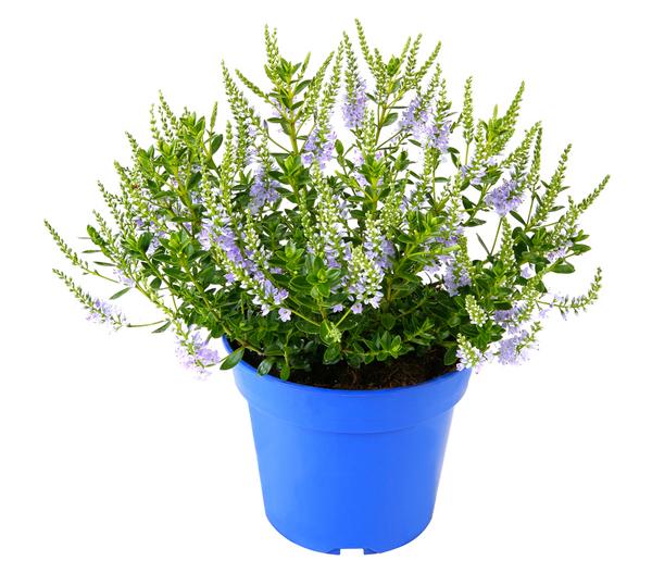 Strauchveronika 'Margret'