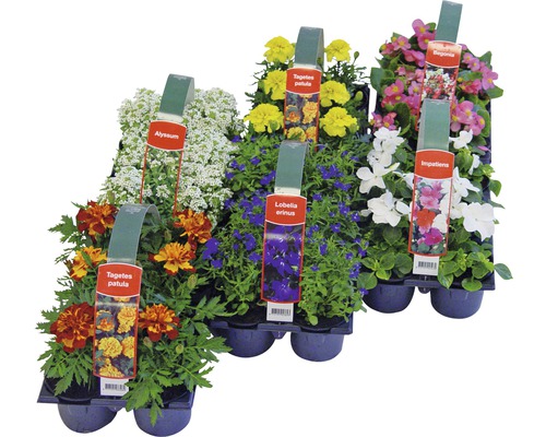 Bloeiende perk- en balkonplanten, 6-pack FloraSelf: Portulaca, Tagetes, Lobelia, Impatiens, Begonia, Alyssum