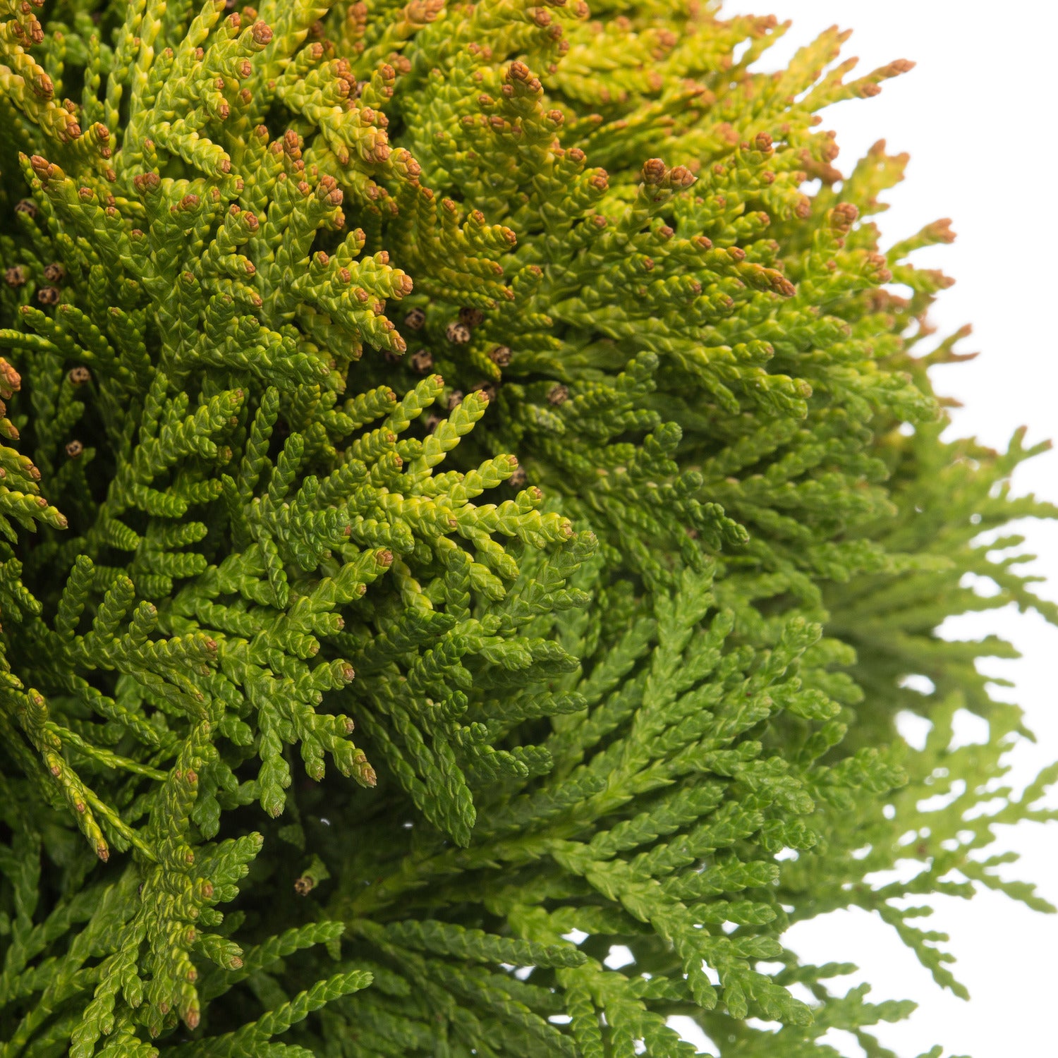 Levensboom (Thuja occidentalis 'Mirjam') D 17 H 15 cm