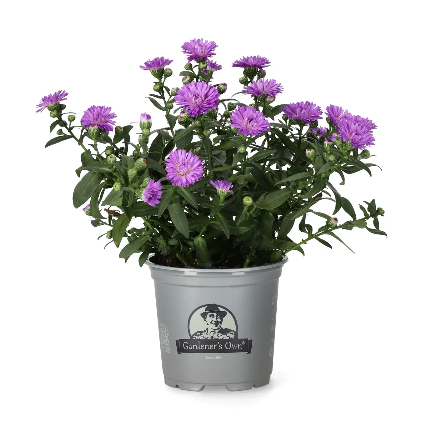 Symphyotrichum novi-belgii Aster Ø10,5 cm