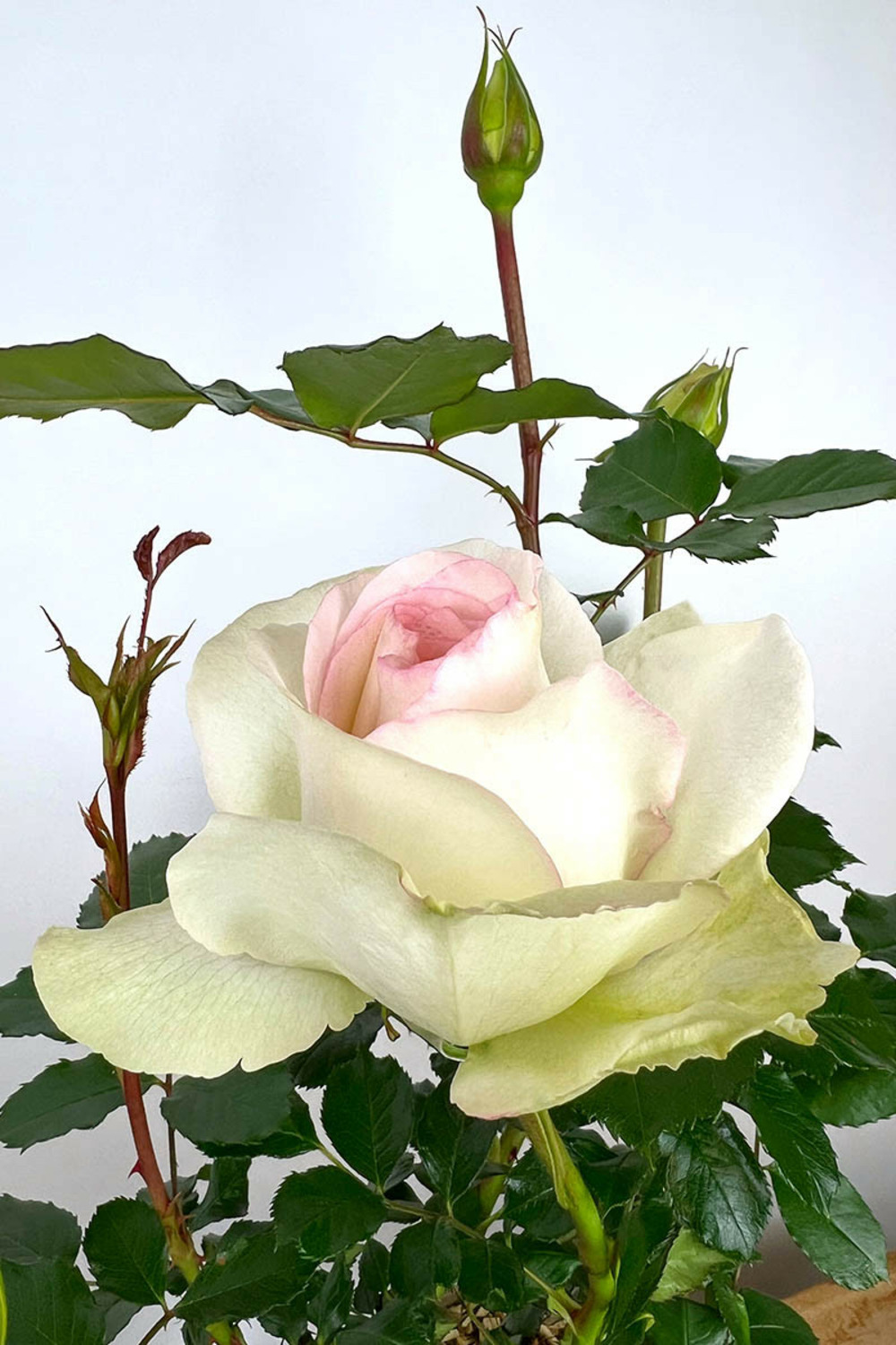 Rosier 'niharika' ? - 5l