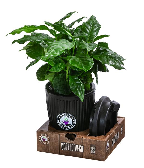 Kaffeepflanze - Coffea arabica, im To-Go