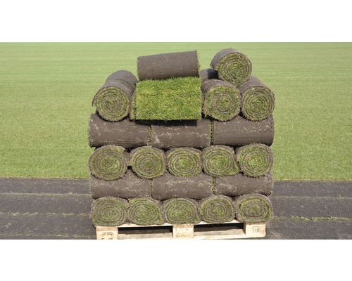 Premium gerold graszoden, bestelhoeveelheid 30-39 m², dagelijks vers gesneden