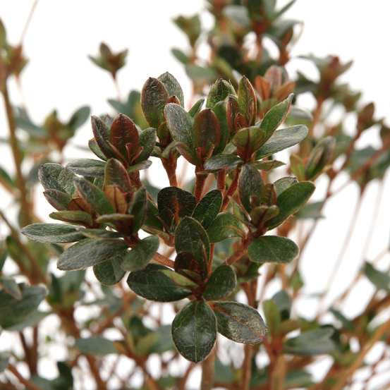 Azalea Japonica Amoena : C.5L