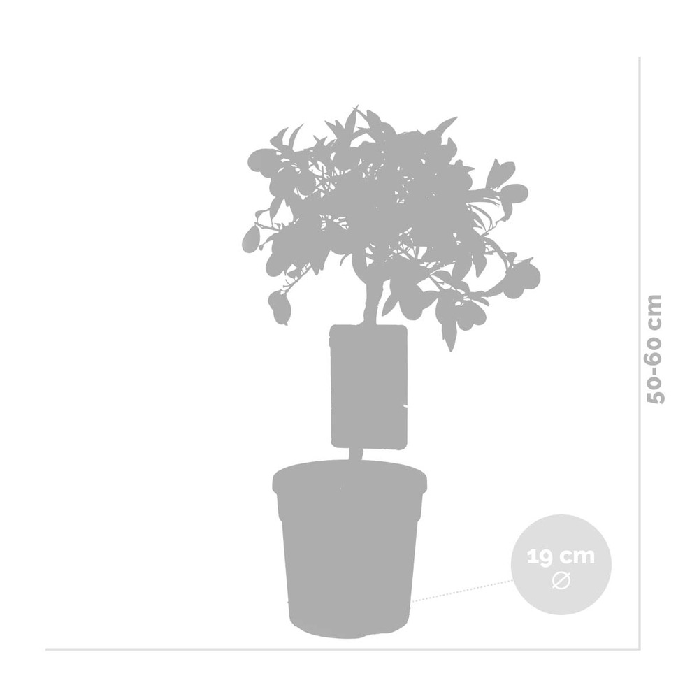 Citrus margarita 'kumquat' - oranger - arbre fruitier - persistant - ⌀19 cm - ↕50-60 cm